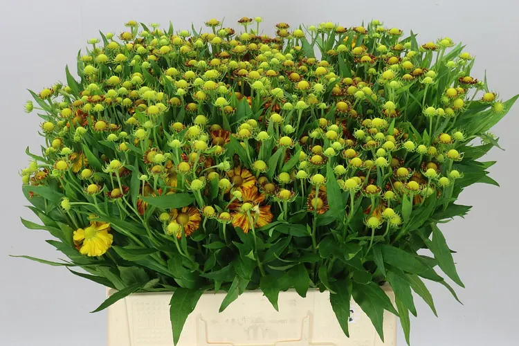 Helenium Autumn Fire 60 cm