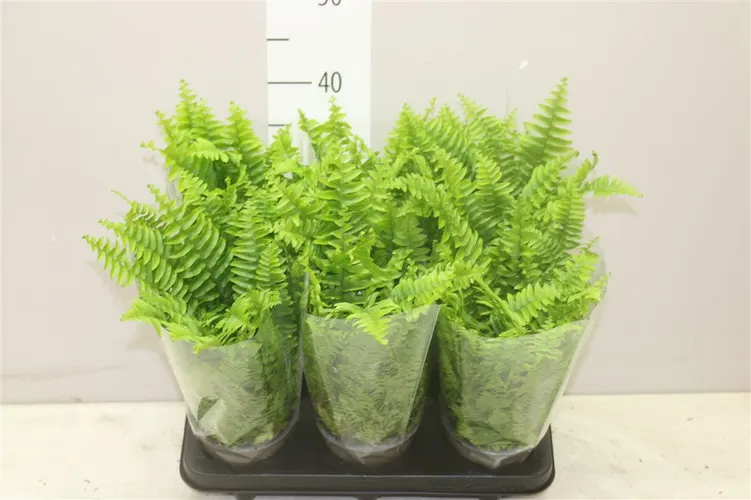 Nephrolepis Ex Vitale črepník 12 cm