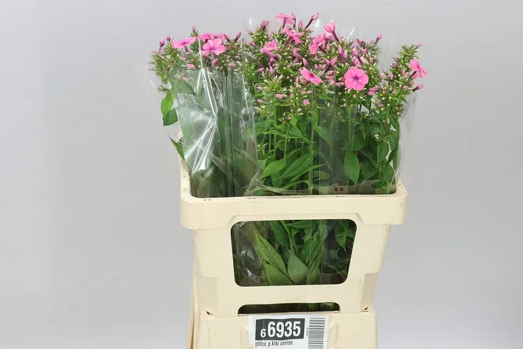 Flox Kiki Cerise 60 cm