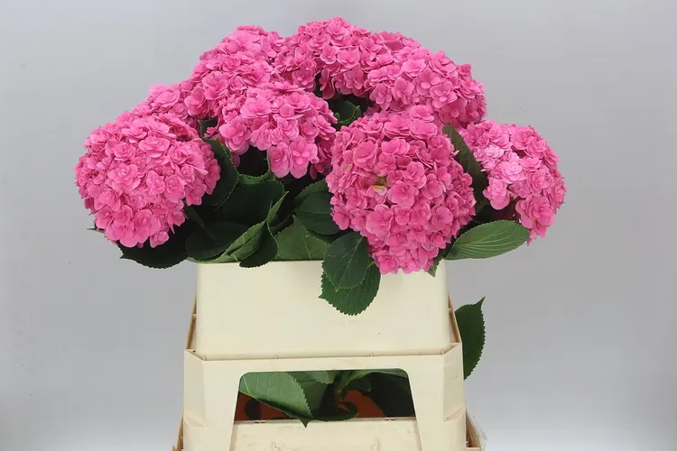 Hortenzia Kiss 80 cm