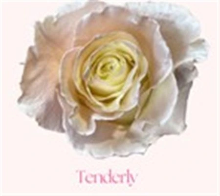 Ruža farbená Tenderly, Ekvádor 50 cm