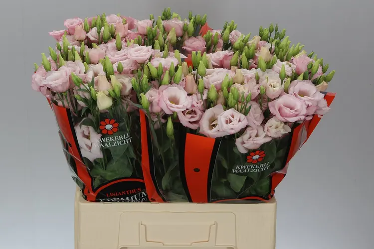 Eust Du Lisanne L Pink Waalzicht 72 cm