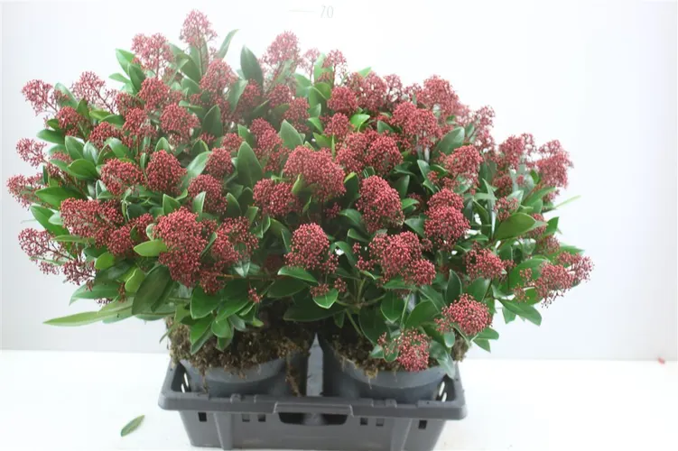 Skimmia Rubella 35+ črepník 26 cm