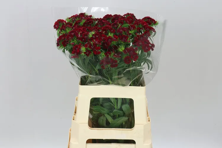 Di Barb Red 60 cm