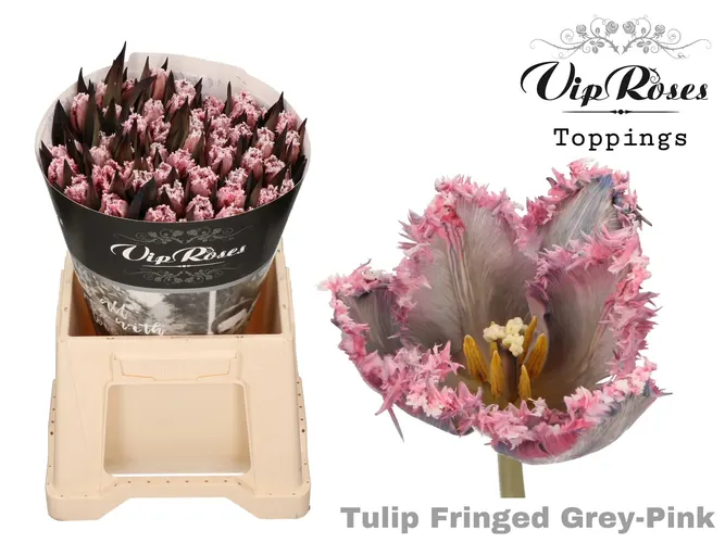 Tu Fr Fringed Grey Pink 38 cm