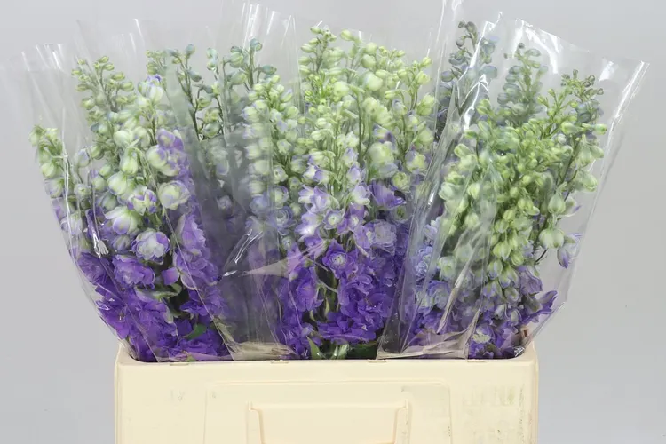 Delph El Purple Heart 60 cm