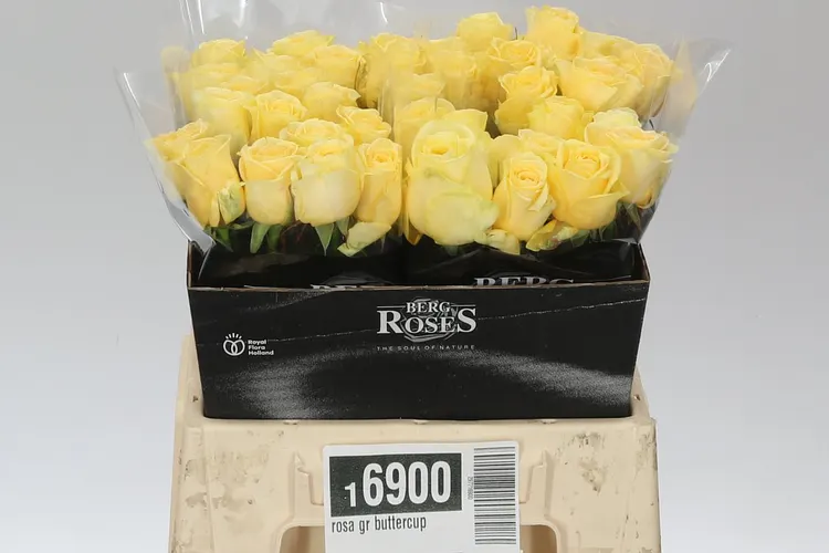 Ruža Buttercup Holl 40 cm