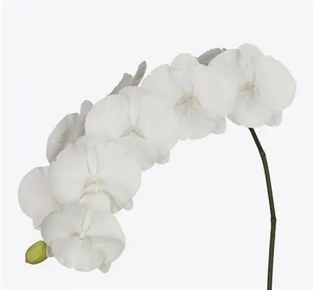 Phalaenopsis White Serenity X25