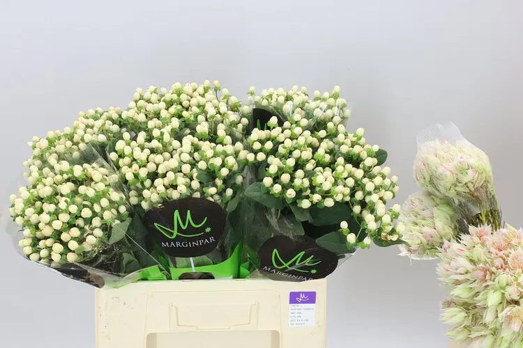 Hyp Sisu Twinkle 60 cm