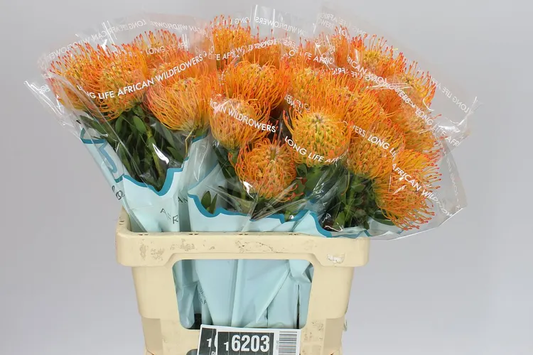 Leucospermum Ayoba Sun 60 cm