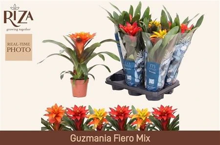 Guzmania Squarrosa mix črepník 12 cm