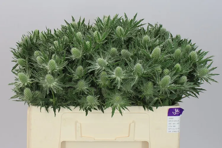 Eryngium Sirius 50 cm