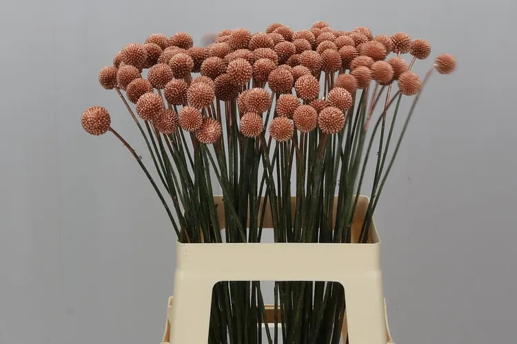 Craspedia Painted Copper 60 cm