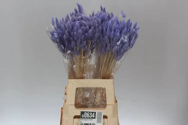 Dried Lagurus Lavendel 65 cm
