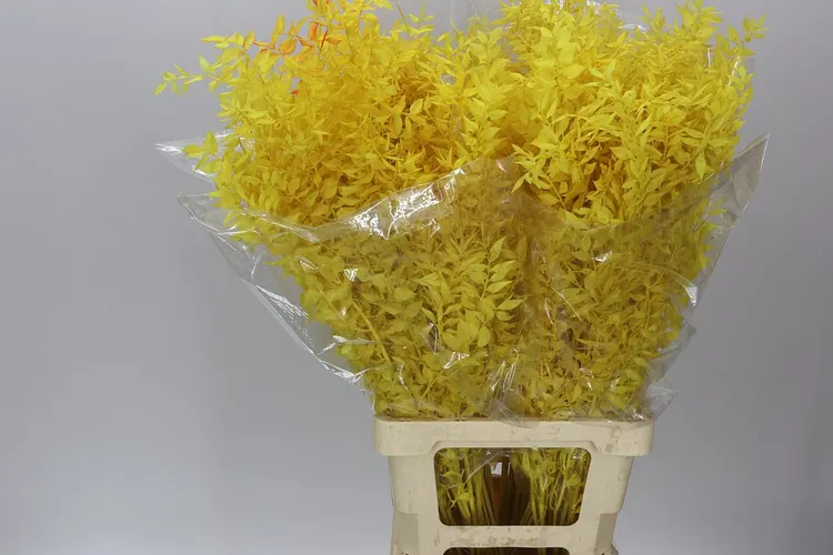 Ruscus Yellow 65 cm