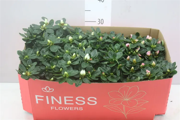 Rhododendron Si Gemengd črepník 12 cm