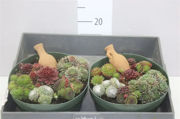 Sempervivum Hybr mix v miske črepník 23 cm