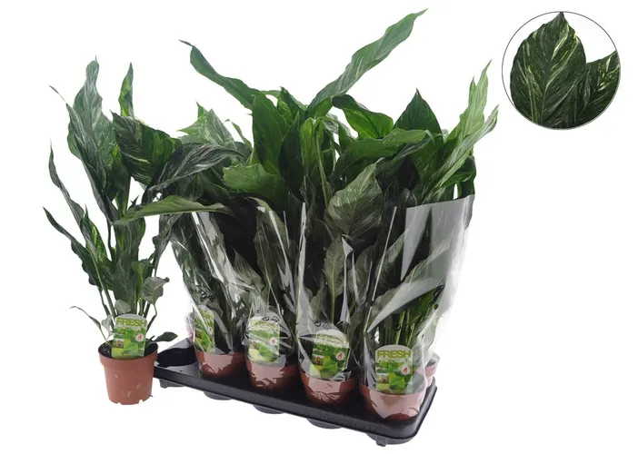 Spathiphyllum Diamond črepník 12 cm