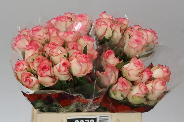 Ruža Jumilia Imp 40 cm