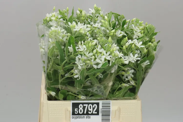 Oxypetalum Alba 40 cm