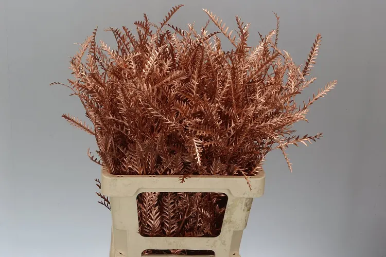 Ivanhoe Copper 60 cm