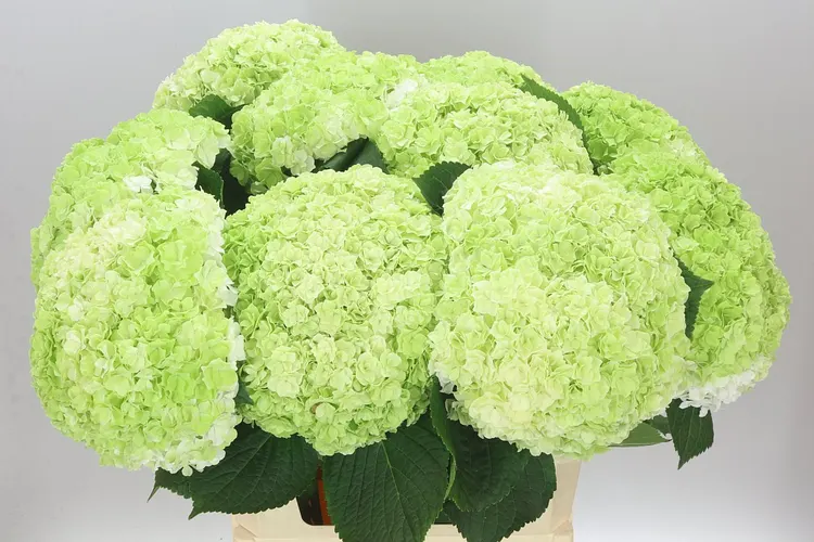 Hyd Highness Classic 80 cm