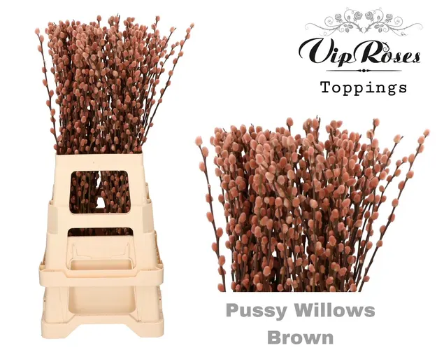 Salix Pussy Willow Brown 70 cm