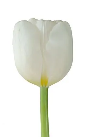 Tulipány (Tulips)