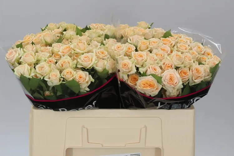 Rosa Tr Trinity 50 cm