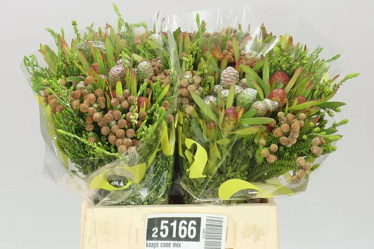 Kaaps Cone mix 40 cm