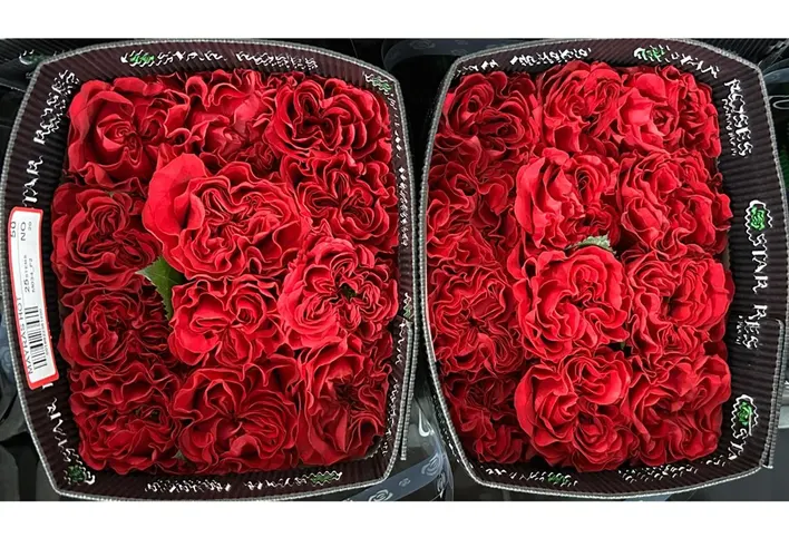 Rosa Gr Ec Mayra's Hot 40 cm
