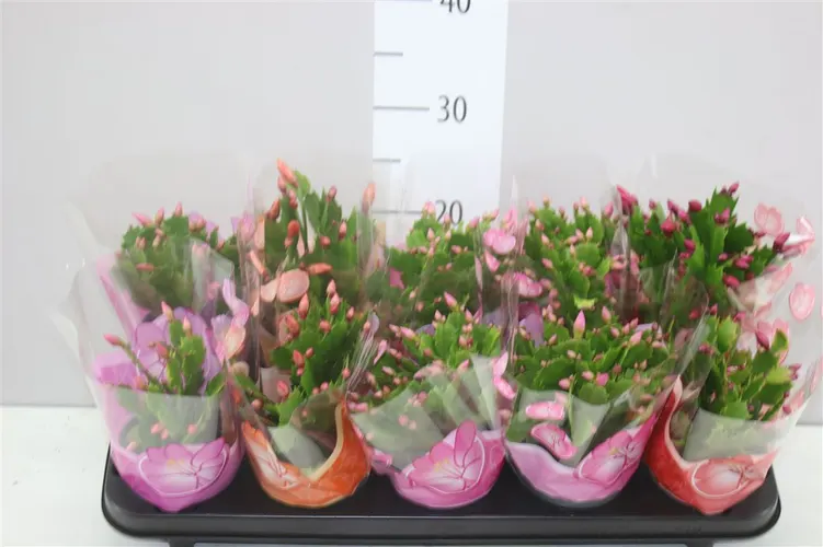 Schlumbergera mix črepník 10,5 cm