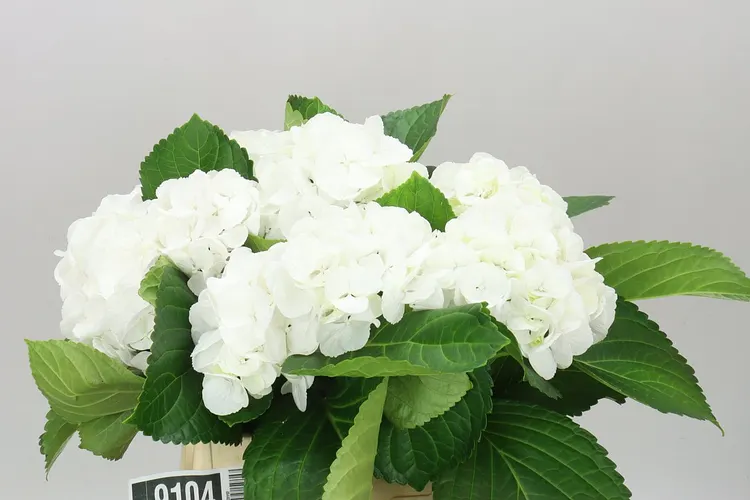 Hyd Schneeball 40 cm