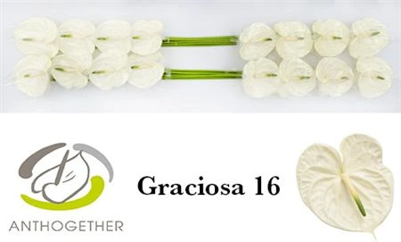 Antúrium Graciosa