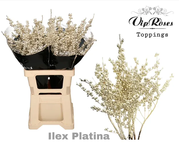 Ilex Platina 70 Cm 70 cm