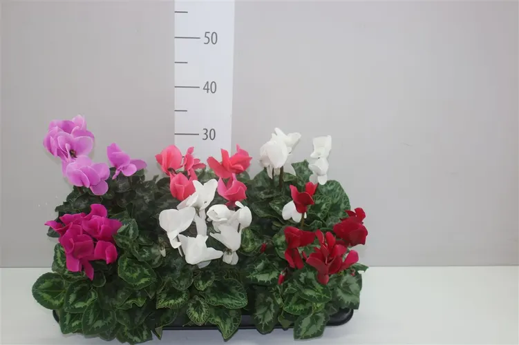 Cyclamen Gr S S Leopardo Gemengd črepník 13 cm
