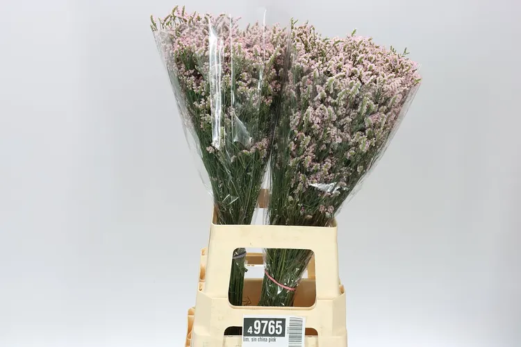 Limónium Sin China Pink 70 cm