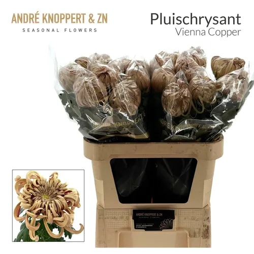 Chr G Vienna Copper 80 cm