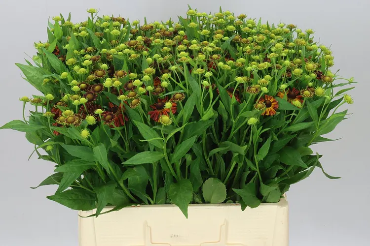 Helenium Red King 60 cm