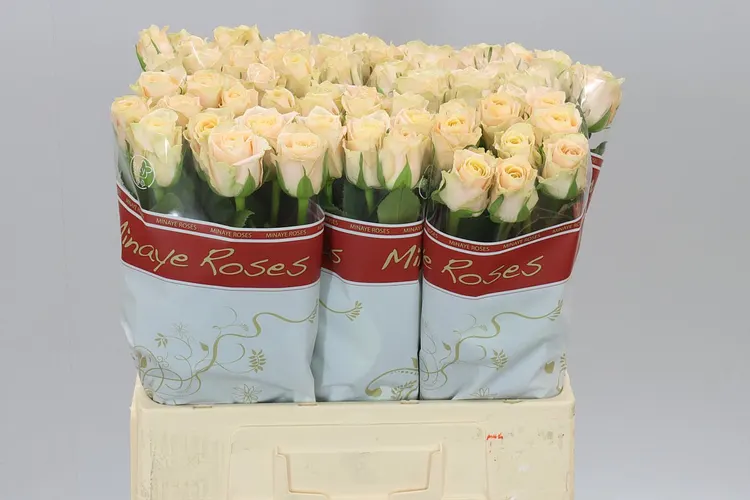 Rosa Gr Top Fair! 60 cm