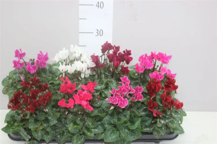 Cyclamen Kl Super Carino Gemengd črepník 10,5 cm