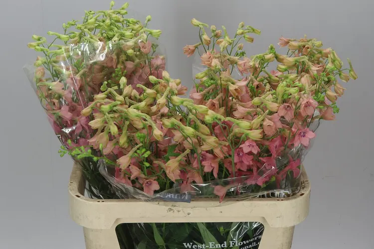 Delph En Pink Sensation 75 cm
