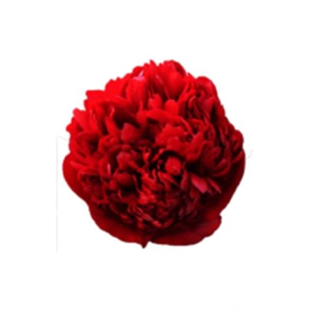 Pivonky (Peonies)