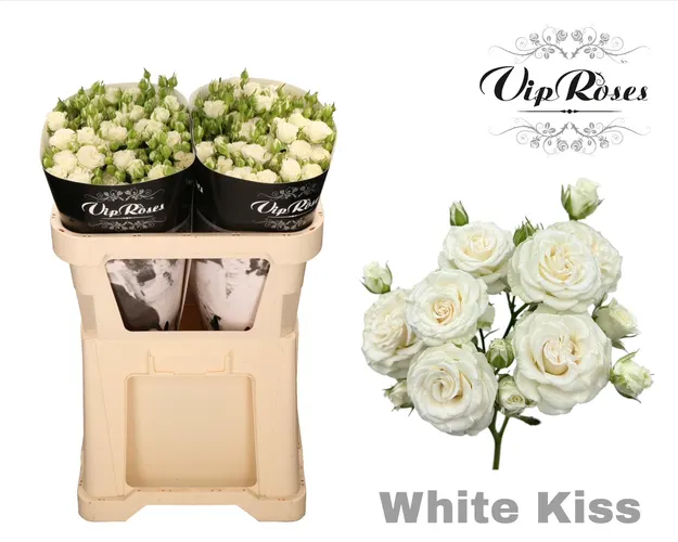 R Tr White Kiss+ 70 cm