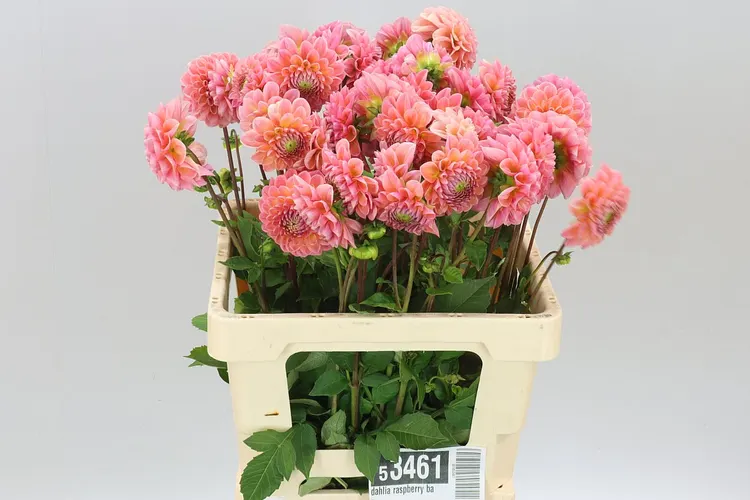 Dahlia Raspberry Baby 55 cm