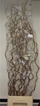 Corylus 160 cm