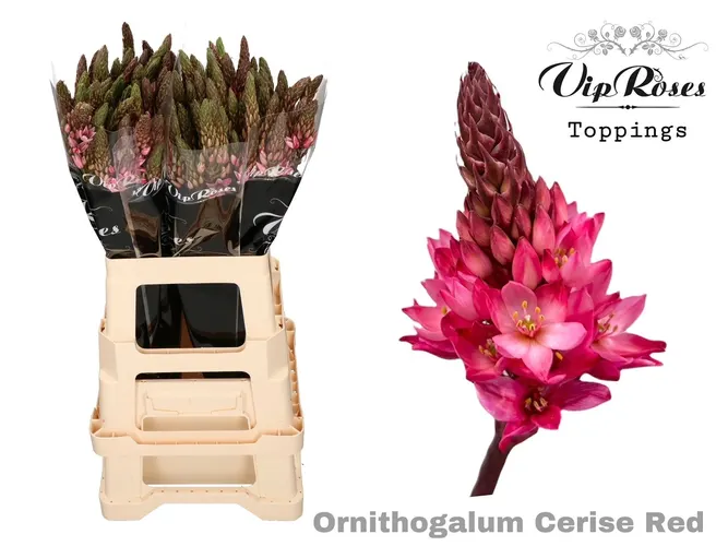 Ornit Mount Fuji Cerise Red 60 cm