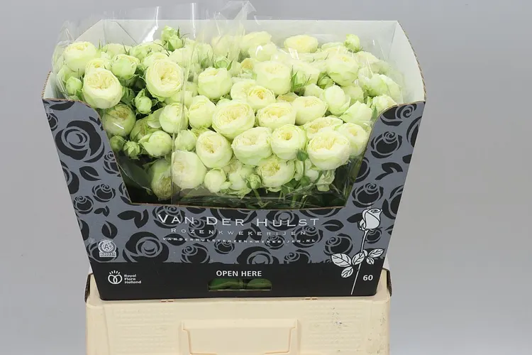 Rosa Tr Ayala! 60 cm
