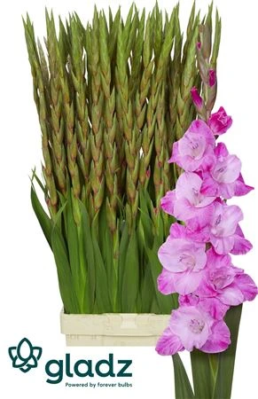 Gladiola Rosette 125 cm
