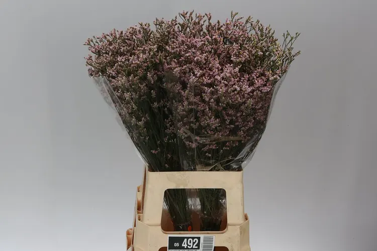 Lim. Sin China Pink 70 cm
